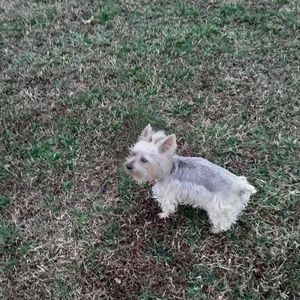 Meet your Posher, Benny